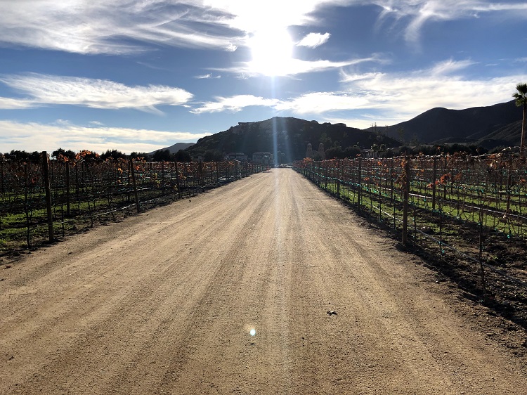 Ensenada winery wedding