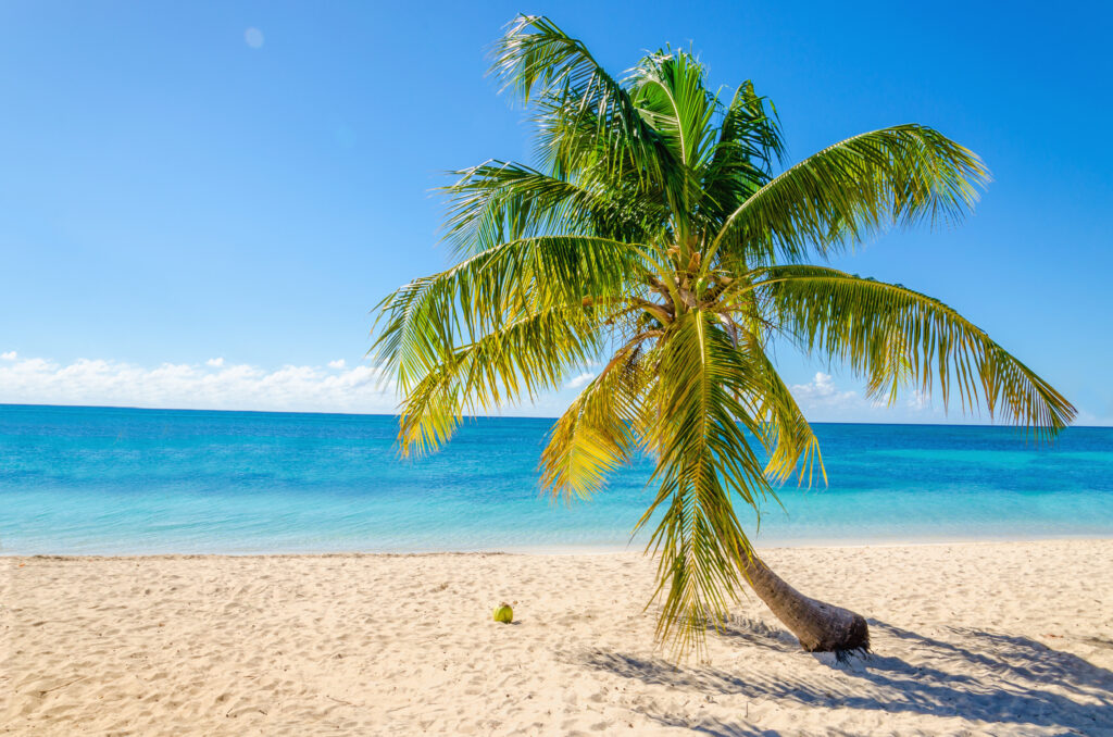 Exotic,Sandy,Beach,With,Palm,And,Coconut,Against,Blue,Sky